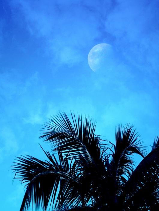 moonpalm-south-florida